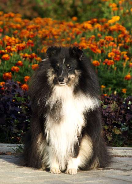Лунтик.jpg